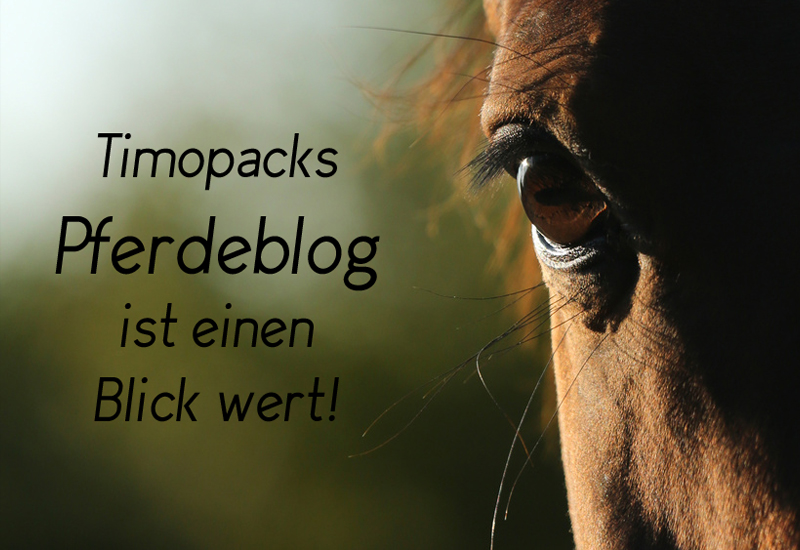 TimoPack Pferd Raufutter Blog Pferde Wissen Ernährung Heu Stroh Krippenfutter Pellets Müsli Heulage Vorbeischauen Qualität günstig